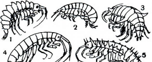 Ракообразные (Crustacea). Все о мормыше или бокоплаве К какому отряду относится бокоплав