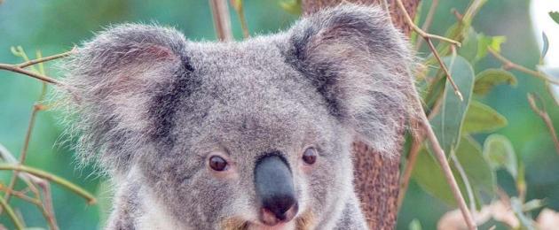Где живет коала, как выглядит, чем питается? Вид сумчатых коала. Сообщение о коале Что кушает коала