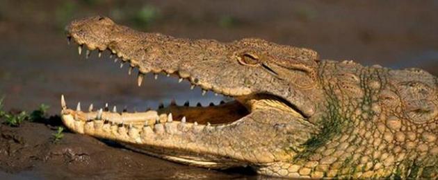Гребнистый крокодил – хищник-людоед. Крокодил Где водятся крокодилы в мире