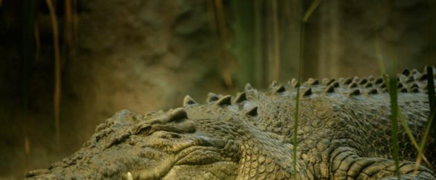 Крокодилы. Все о крокодилах и их жизни в природе. Крокодилы Крокодил рептилия или нет