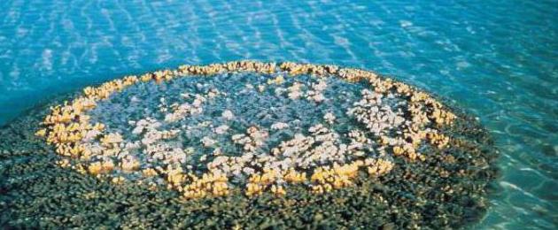 Что такое риф? Что представляет собой Большой коралловый риф Австралии? Коралловые рифы — удивительные фото Что такое рифы в море