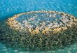 Что представляет собой Большой коралловый риф Австралии?