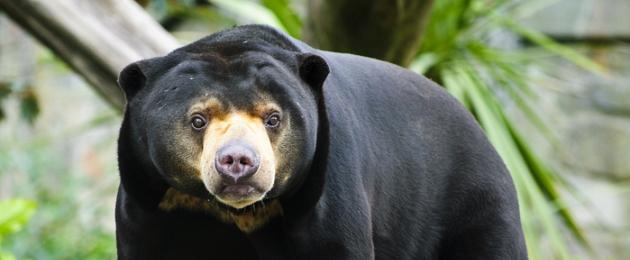 Малайский медведь - бируанг. Малайский медведь - самый редкий вид. Самый маленький медведь в мире Малайский медведь с длинным языком