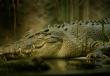 Все о крокодилах и их жизни в природе